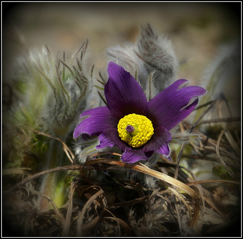 Сон трава - Aleksandr Gal