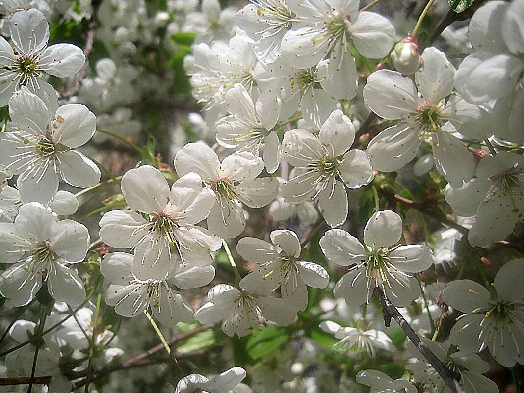 В месяце мае - Елена Семигина