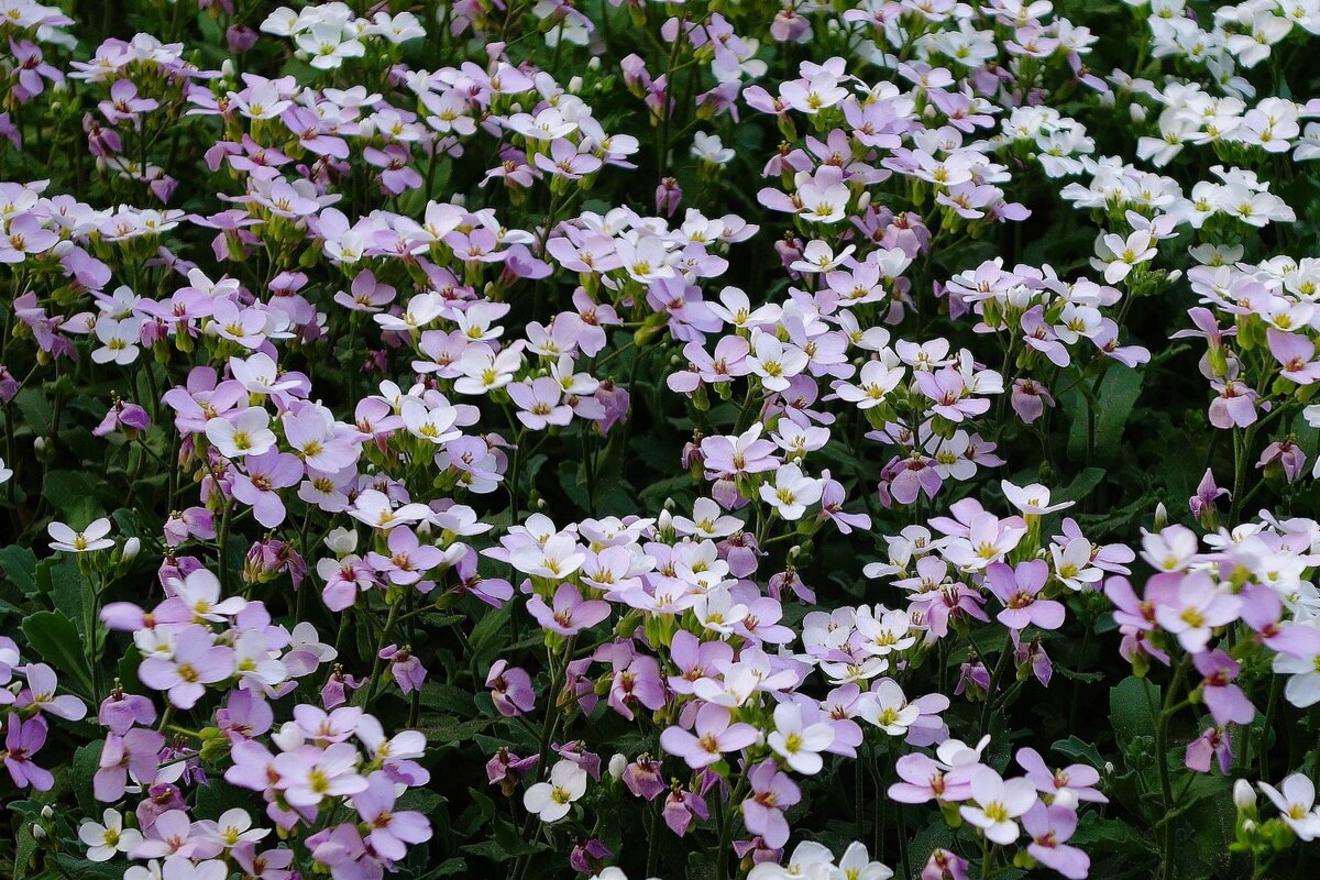 Арабис - Рита Симонова