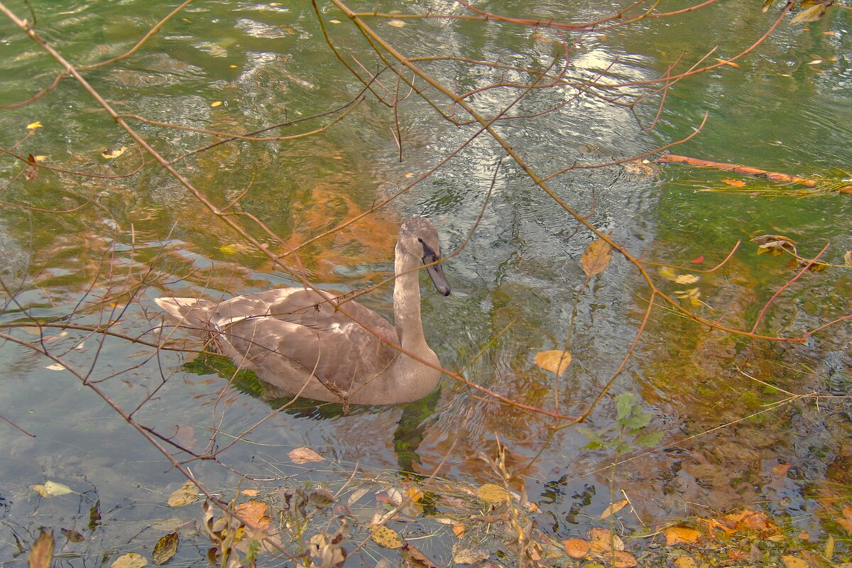 (°-°) - Jakob Dick