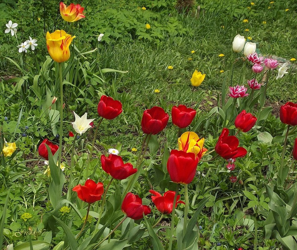 Тюльпаны - Freddy 97