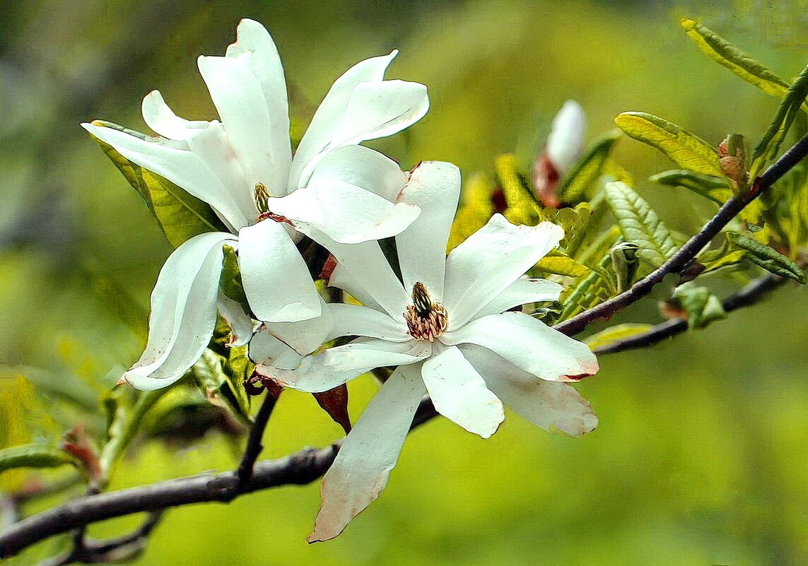 Магнолия - ZNatasha -