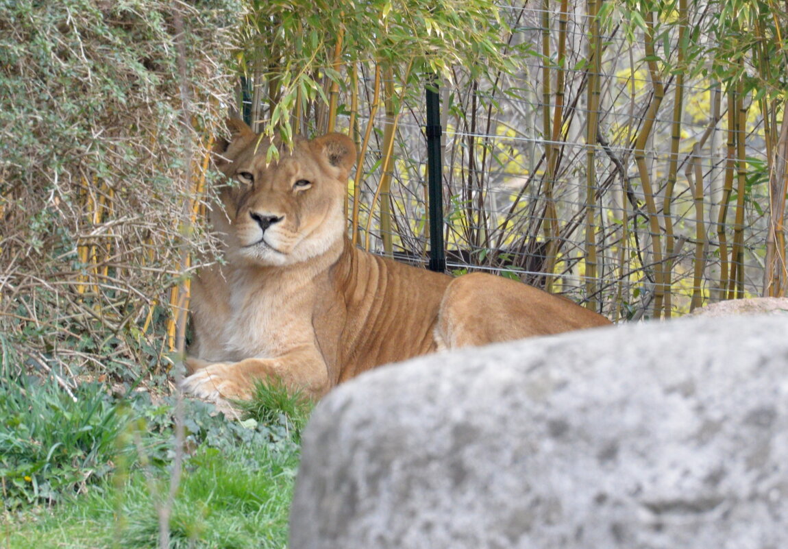 лейпциг2026 - Алексей Короткевич