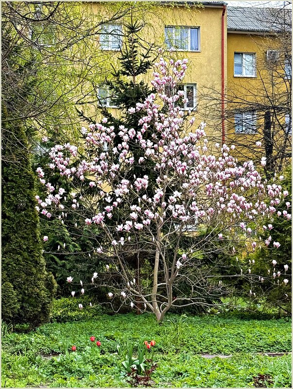 А у нас во дворе... - Валерия Комова