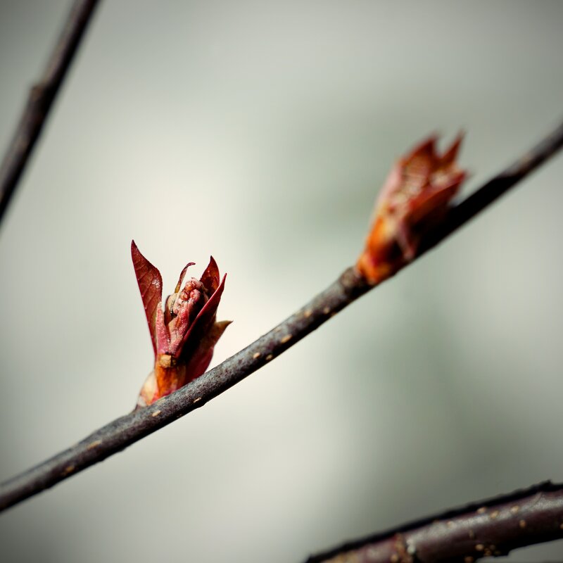 Растительная жизнь. Весна - Андрей Литов