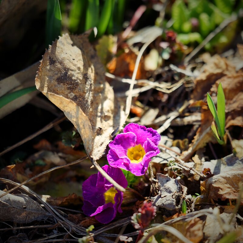 Растительная жизнь. Весна - Андрей Литов