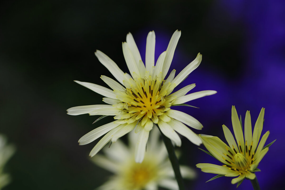 Козлобородник луговой - Татьяна Салиева