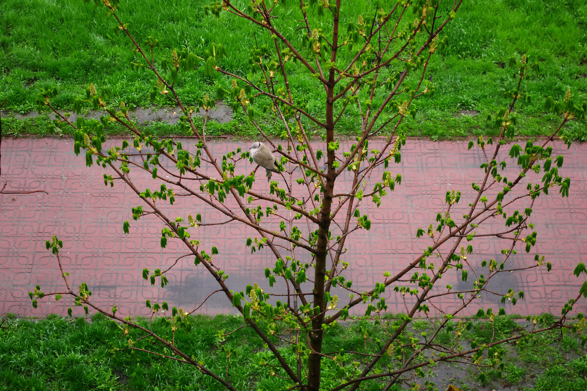 дождь1 - Александр Лычагин