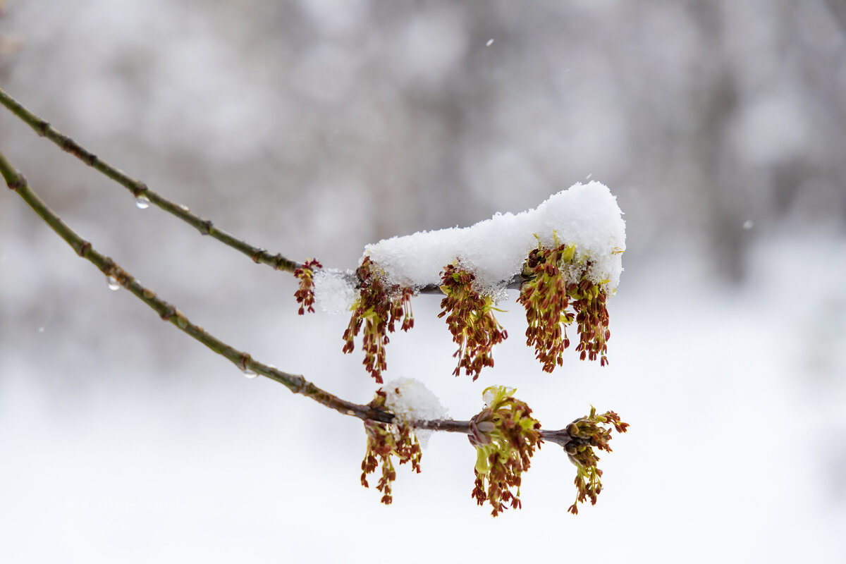 Снег на распускающейся ветке - Александр Синдерёв