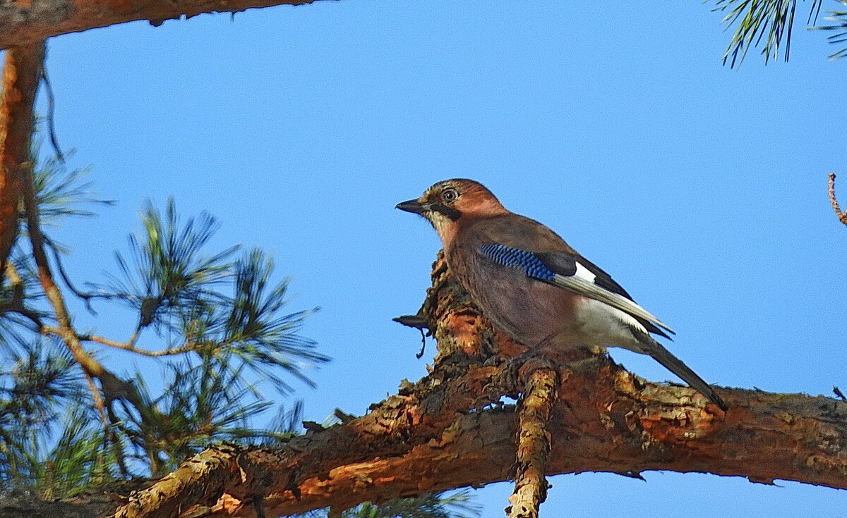 сойка - ИННА ПОРОХОВА