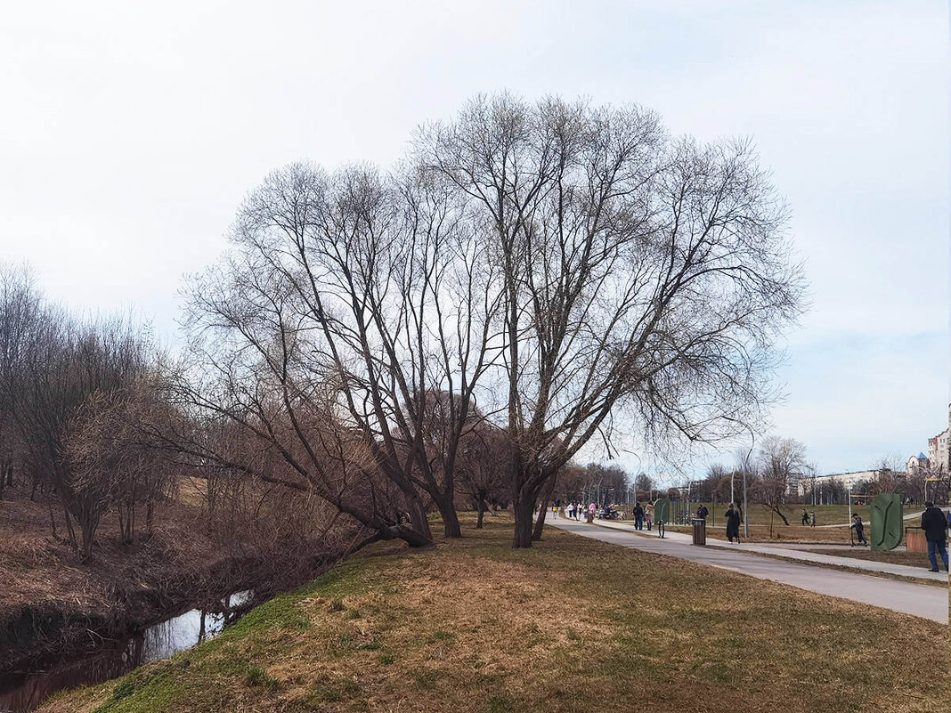 Муринский парк. СПб. - Лилия *