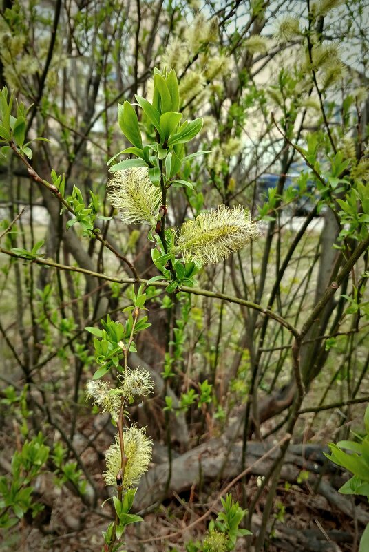 Природа в апреле - Наталья Герасимова