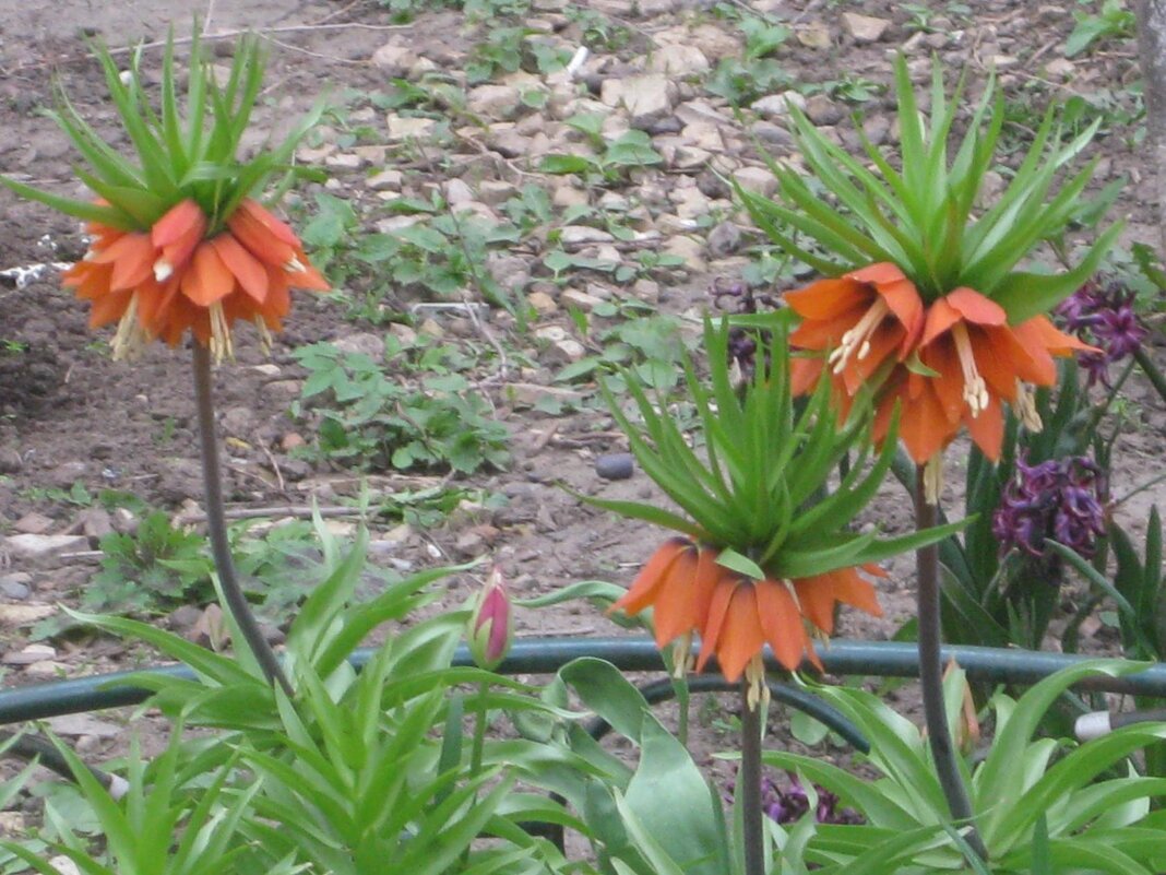 Рябчик императорский - Дмитрий Никитин