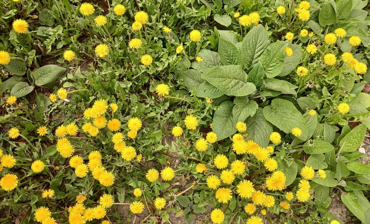 Природа в апреле - Наталья Герасимова