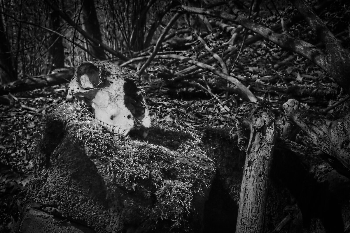 находка в лесу - Артём Евтюхов