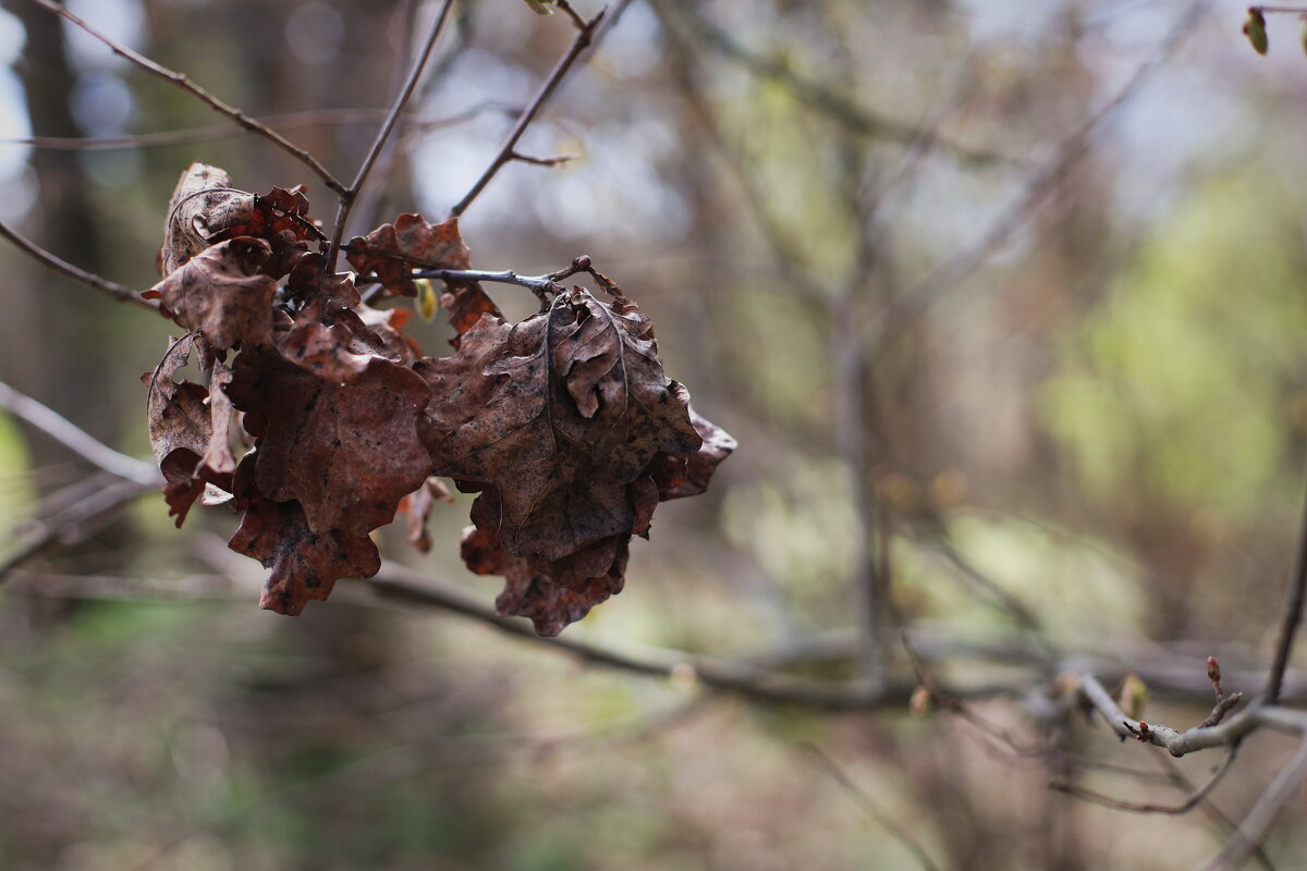 прошлогодние листья дуба - Артём Евтюхов