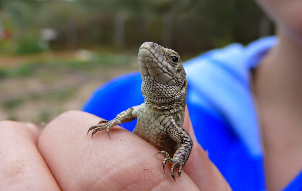 Да! Я Ящер! - Дмитрий П