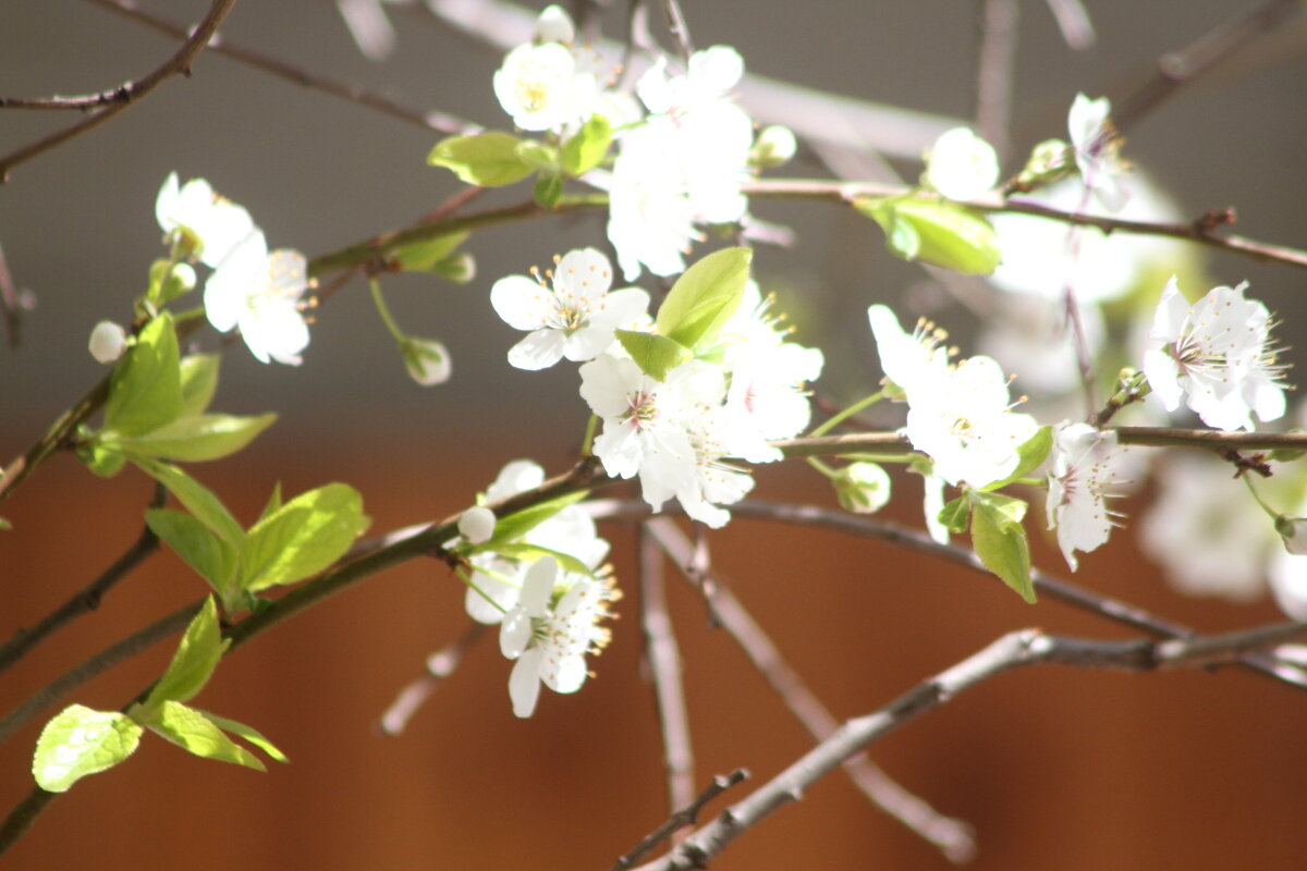Пора цветения - олег свирский 
