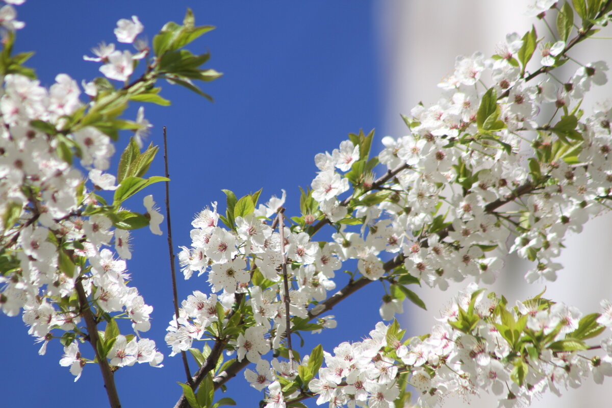 Пора цветения - олег свирский 