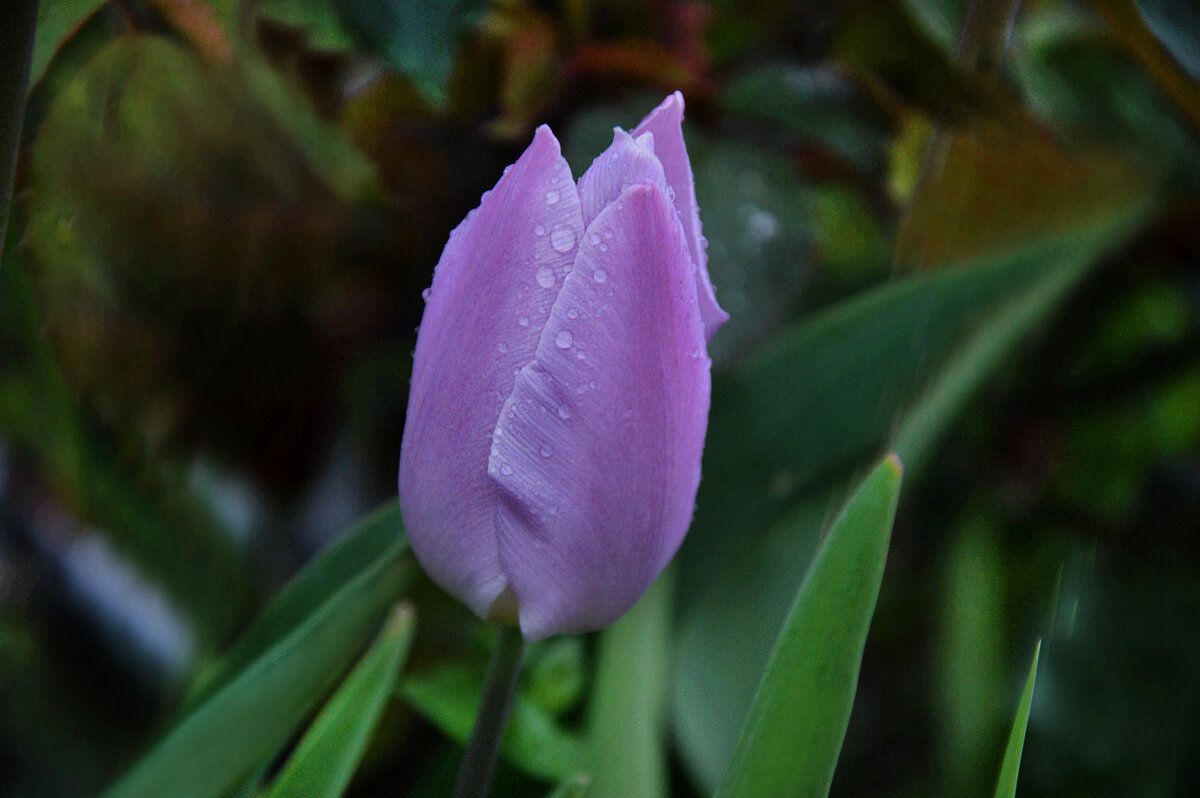 Ах!...какая скромность... сиреневое чудо....! - Надежда Куркина 