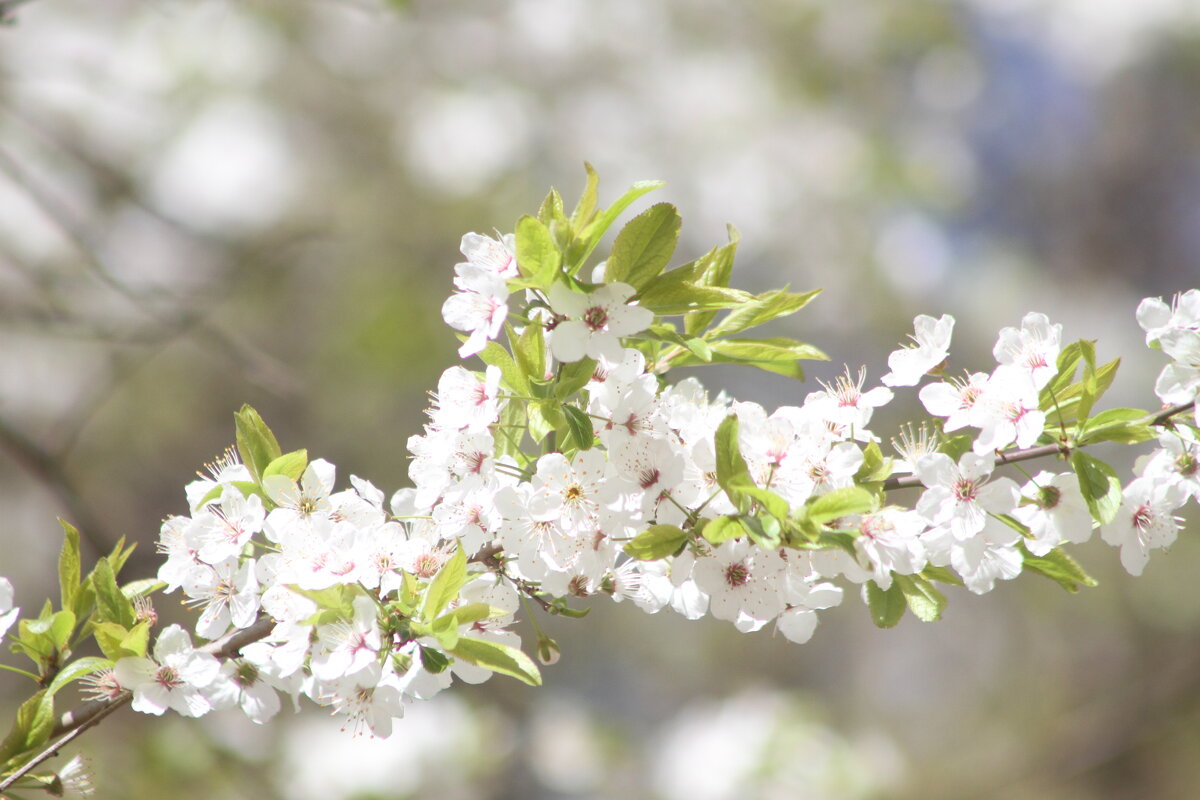 Пора цветения - олег свирский 