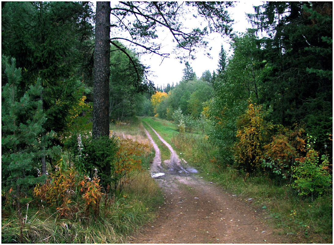 Лесная дорога - Валентин Кузьмин