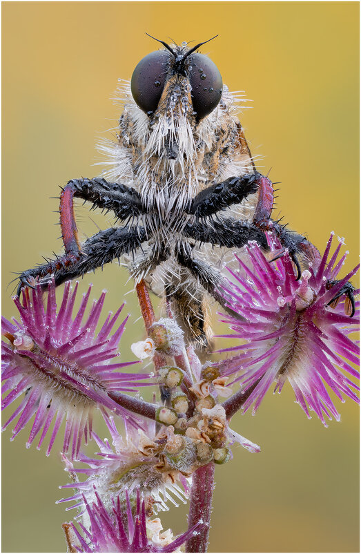 Ктырь.Robber fly. - Александр Григорьев