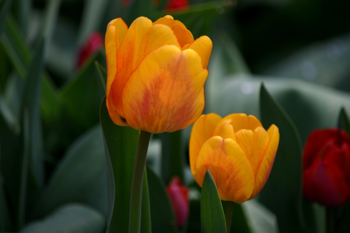 Жёлтые тюльпаны - вестники.... - Татьяна Евдокимова