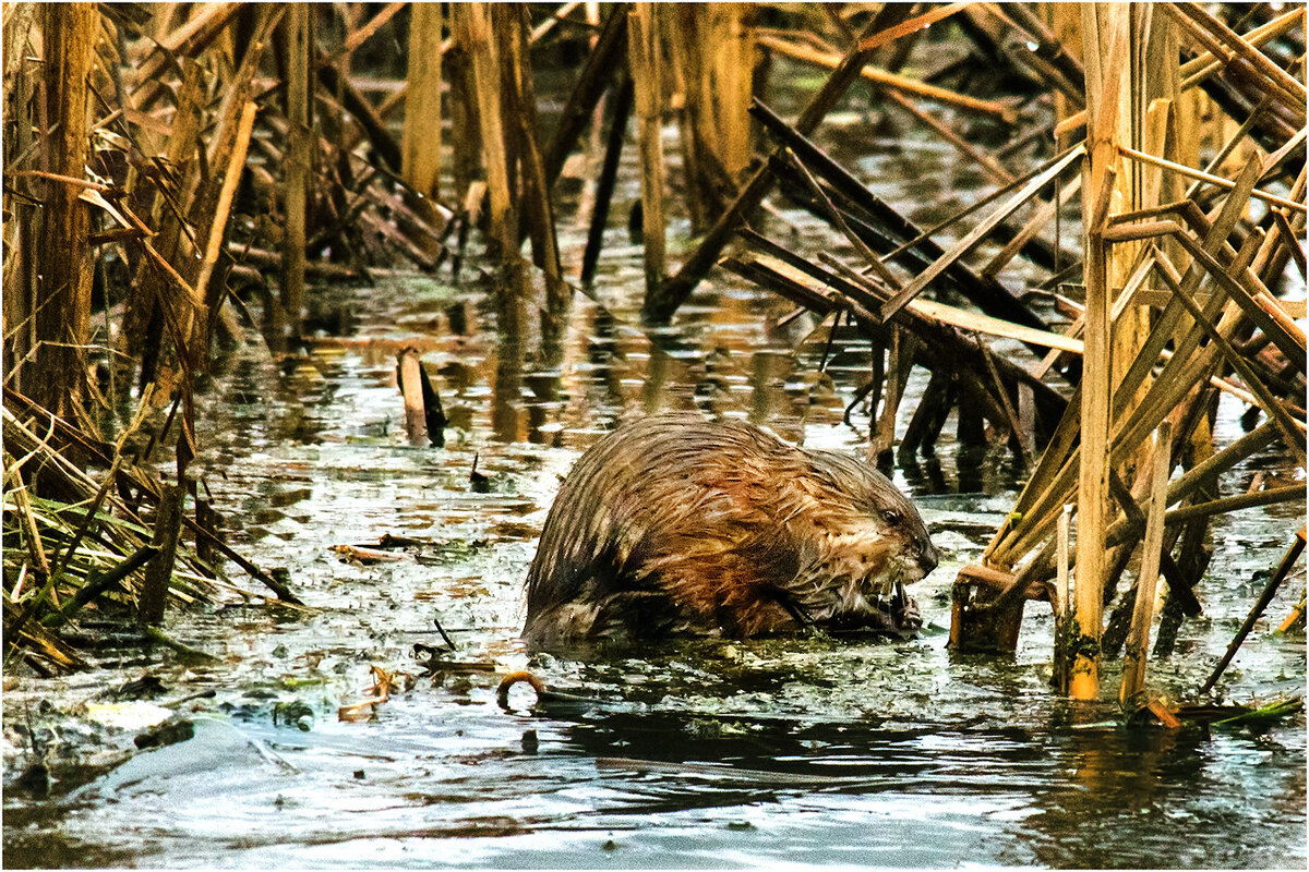 А кушать хочется всегда... - Валентин Котляров