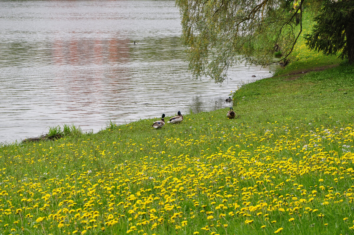 Большой пруд в парке Екатерининского дворца - Татьяна Машошина