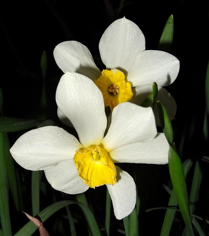 Нарциссы вечером - Наталья ***