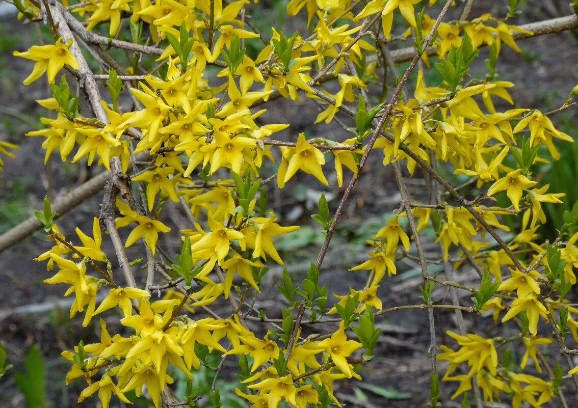 Форзиция - Татьяна Машошина