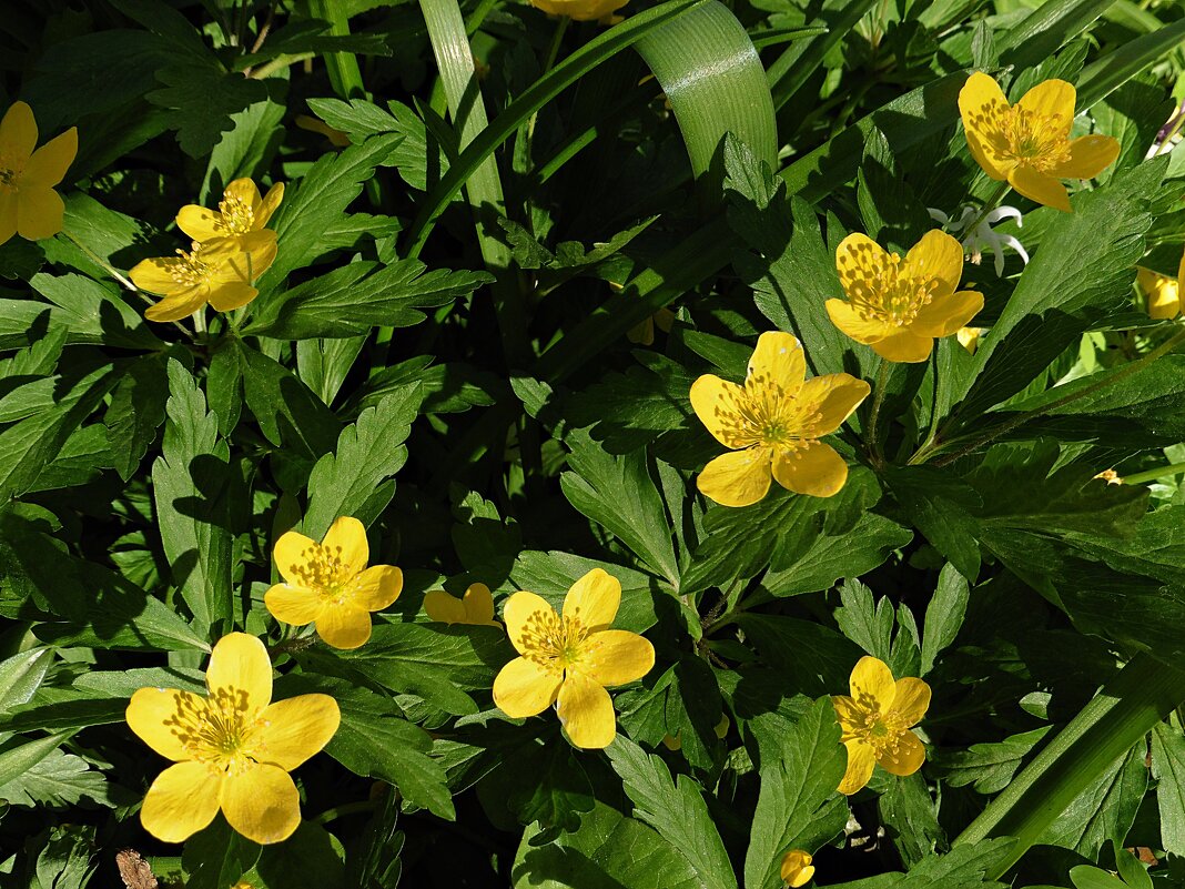 Весеннее цветение - Лидия Бусурина