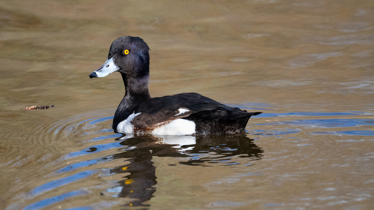 Хохлатая чернеть (хохлатый нырок) - Владимир Лазарев