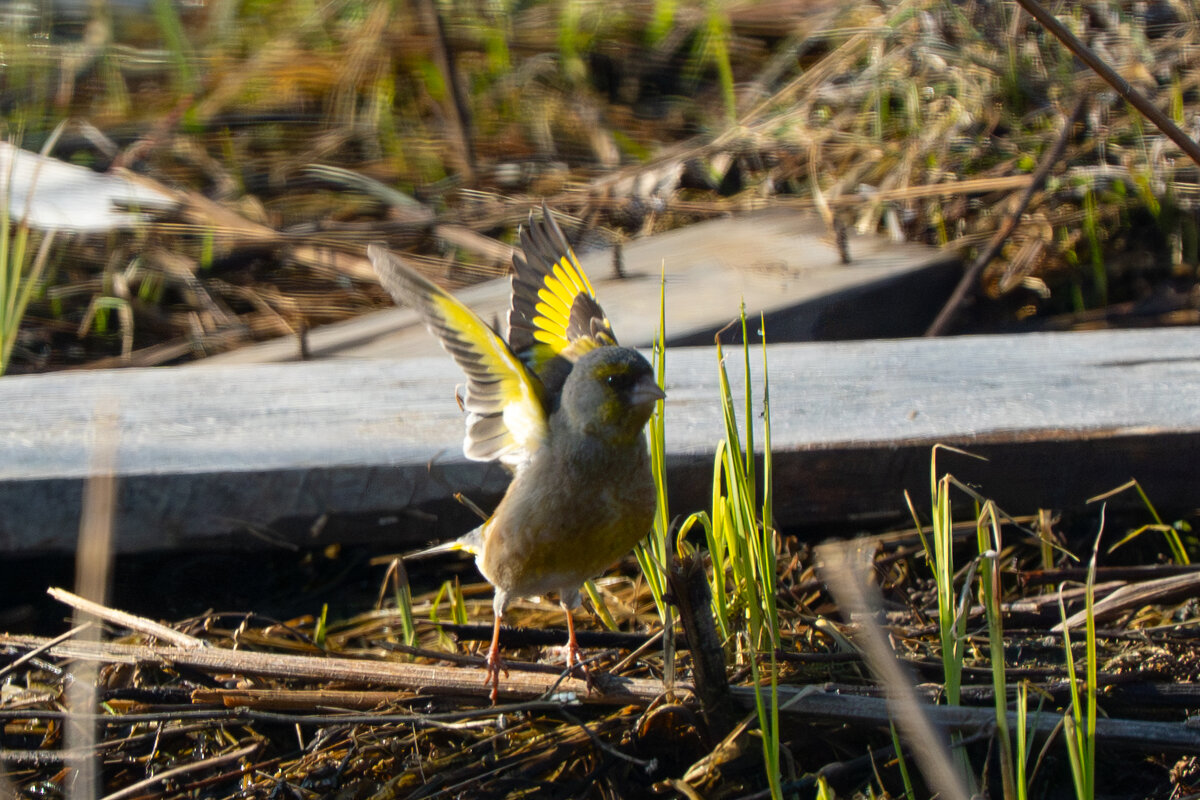 Зеленушка - Сергей Флетчер