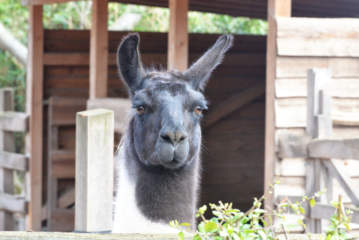 лейпциг2026 - Алексей Короткевич