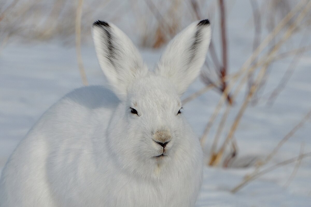 Заяц - alex graf