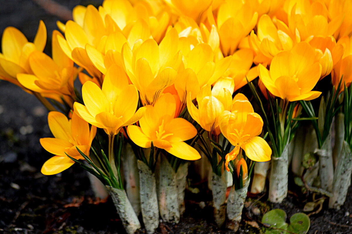 Вылезают из пелёнок ) - Татьяна Лютаева