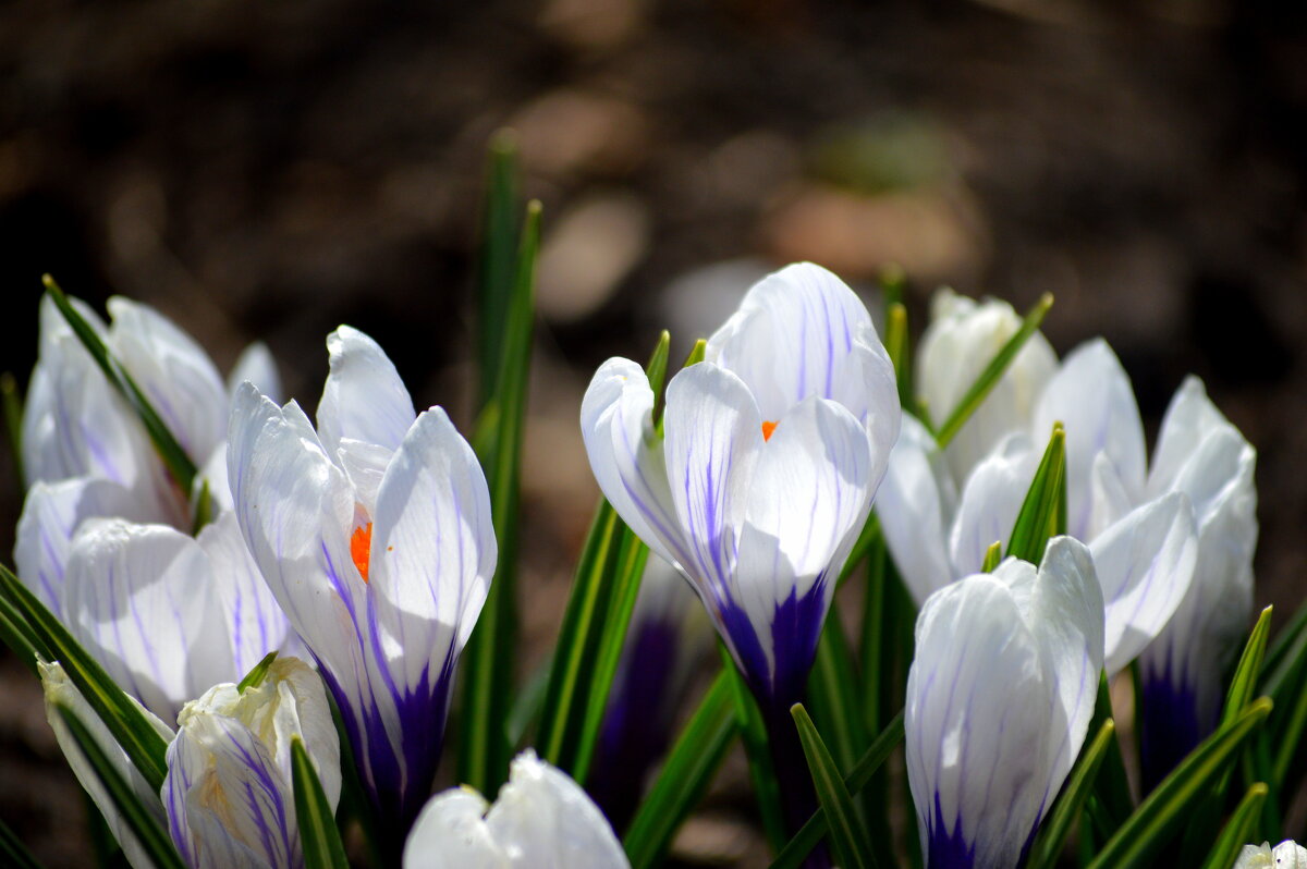 Наконец-то тепло растопило снег - Татьяна Лютаева