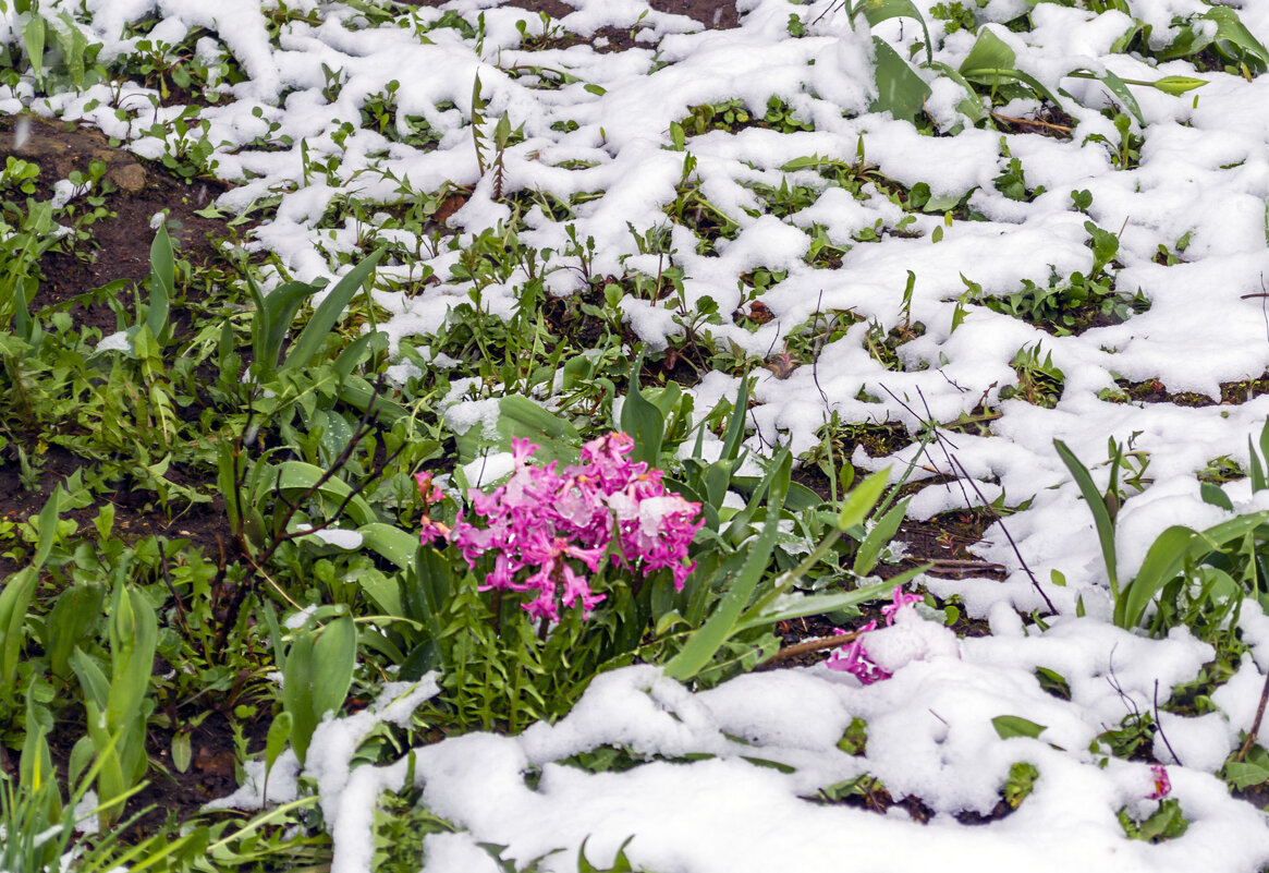 Зима снежком укутала - Сергей Цветков