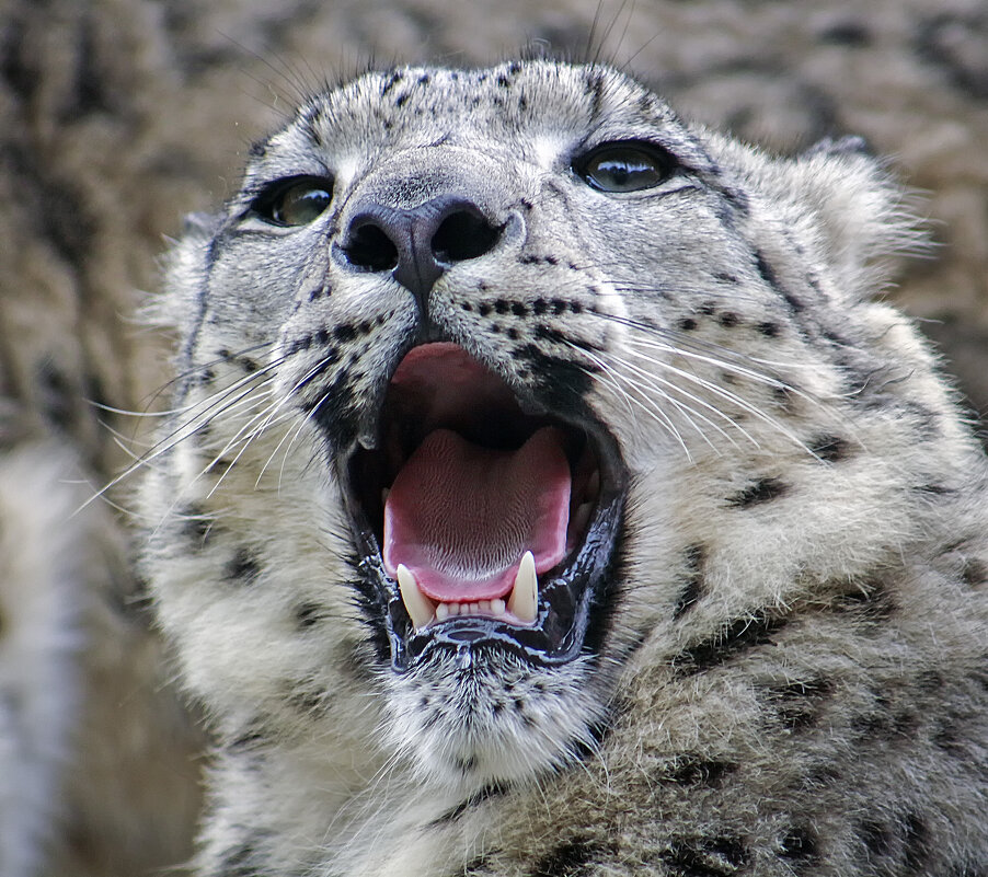 Больной у вас с горлышком все хорошо - Андроник Александр 
