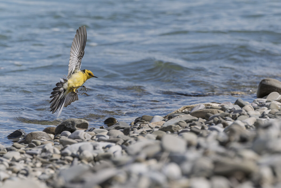 желтая трясогузка. - юрий макаров