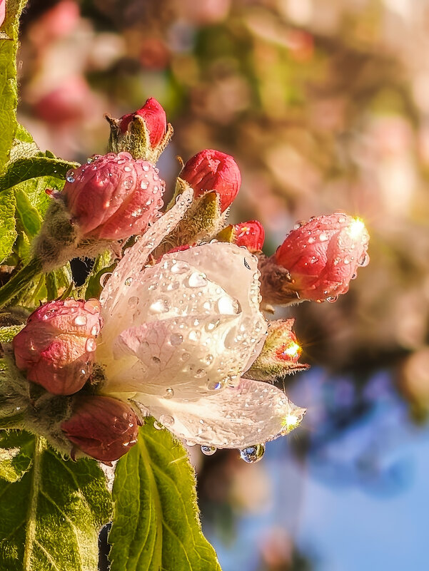 Яблоня цветет - Валерий Ткаченко