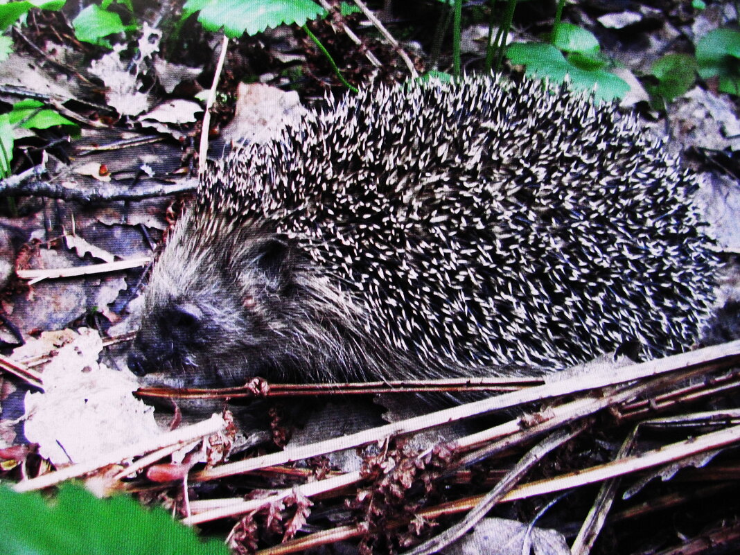 Лесной житель - Людмила Смородинская