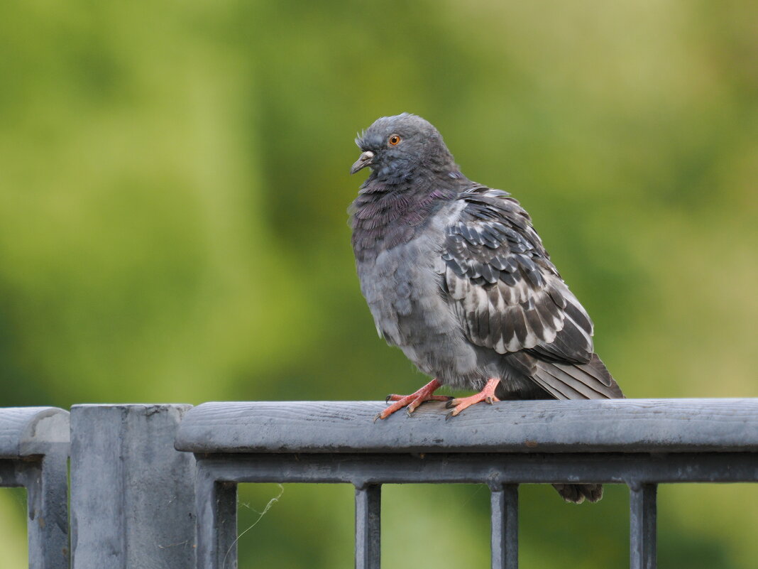 Городская птица - Евгений Седов