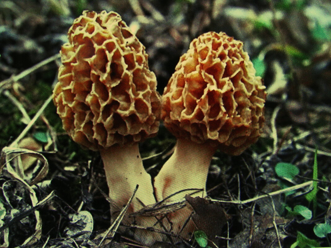 Сморчки - Людмила Смородинская