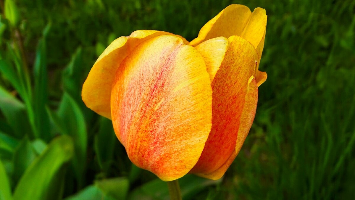 Городские цветы - Милешкин Владимир Алексеевич 