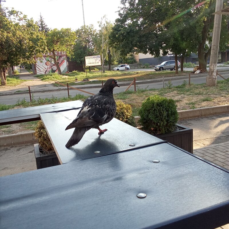 голубь - petyxov петухов