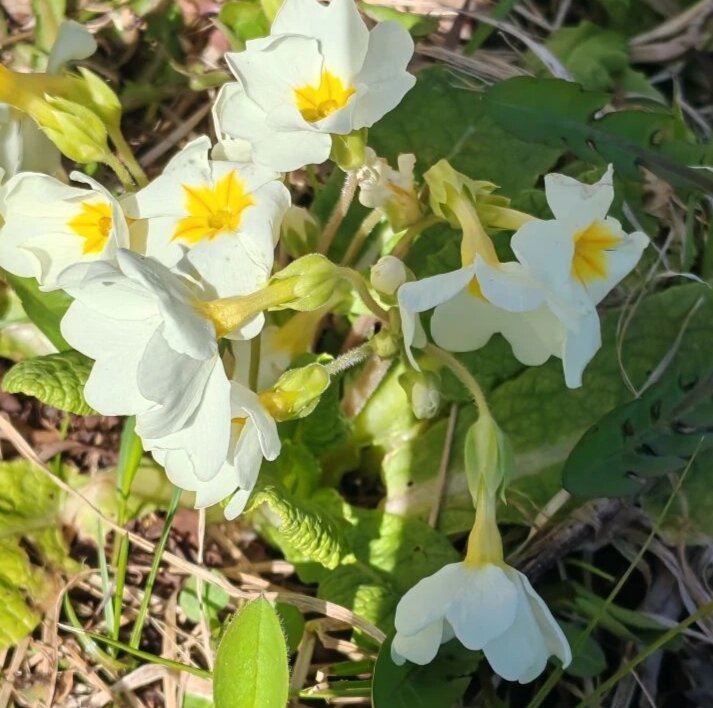 Весенние цветы - Елена Семигина