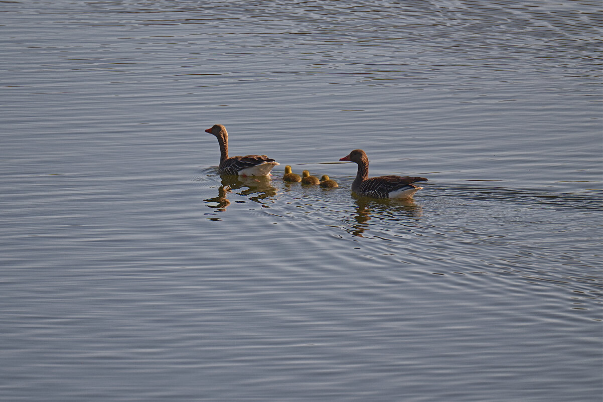 Гусятки - Jakob Dick